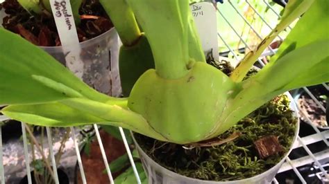 The joy of a new flower spike! Oncidium Orchid care, removing old bloom spike and how it ...