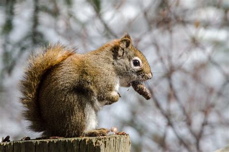 Red Squirrel Eating Nut While Perched On Tree Stump Stock Photo Image