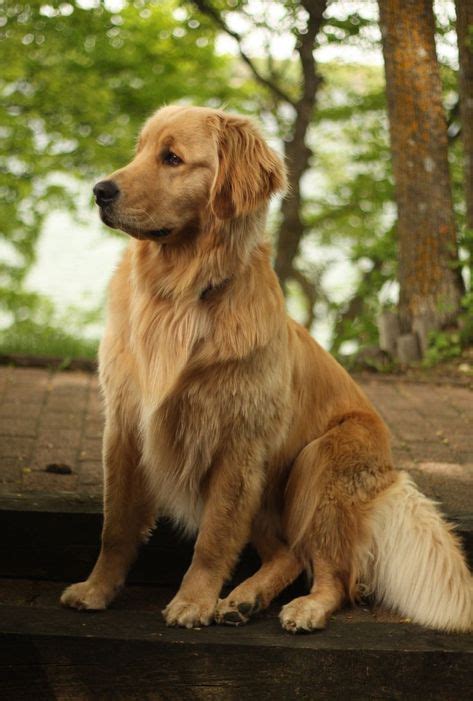 1767 Best Golden Retrievers Images On Pinterest In 2018 Cute Dogs
