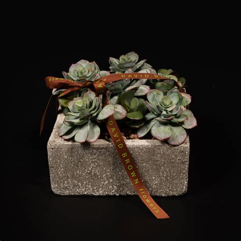 Succulent Garden Gift | Fasci Garden