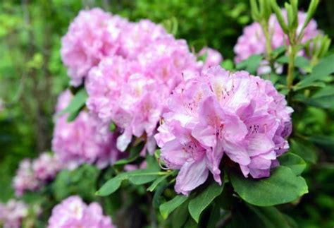 They can also block their intestines. Poisonous Plants to Dogs | What is Toxic to Dogs