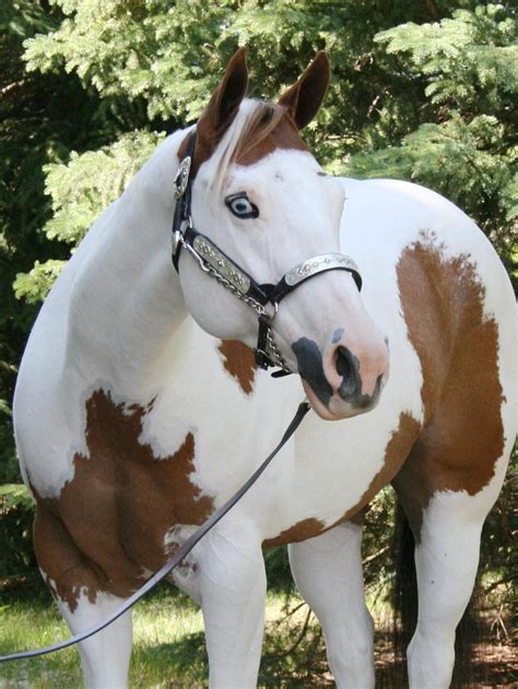 I noticed the horse has blue eyes, that is quite cool! Halter-2