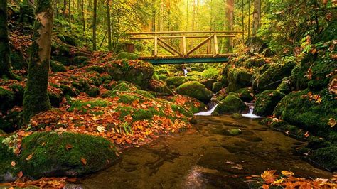 Gertelbach Waterfall Black Forest Germany River Leaves Fall