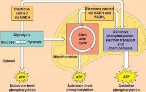Dalam sel hewan, energi dihasilkan dari makanan (glukosa) melalui proses respirasi sel. Proses Respirasi Sel Beserta Tahapannya - Nusa Caraka