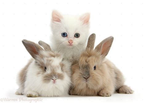Cute Kittens And Puppies And Bunnies Wallpaper Focus Wiring