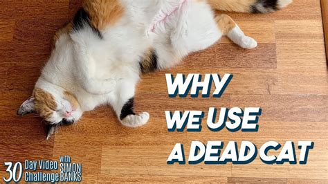 Why We Use Dead Cats 🐈 Youtube