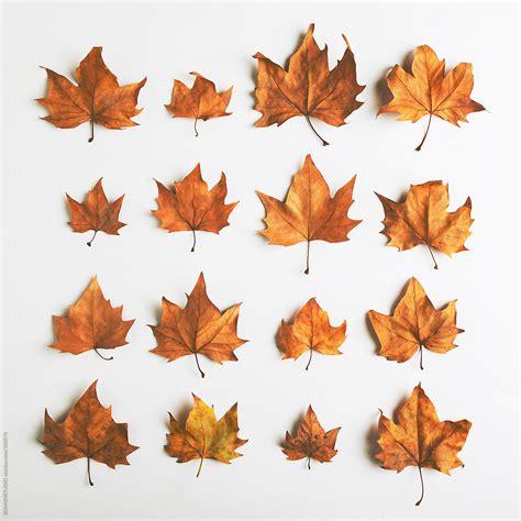 Maple Leaf Composition Autumn By Stocksy Contributor Bonninstudio