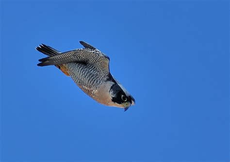 The fastest animal in the world, the peregrine falcon can be seen soaring among the scarlet cliffs of however, this diving daredevil can reach speeds of 100 to 200 mph while in a stoop, in as quickly as. Peregrine Falcon Diving