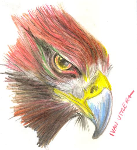 Aguila En Lapices De Colores Por Ivanutrera Dibujando