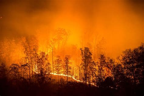 Massive Forest Fires In Siberia Climate Emergency Greenpeace Unian