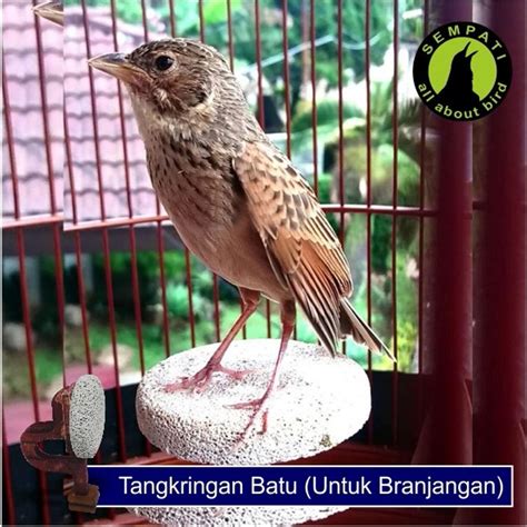 Garuda, cendrawasih, merpati, kakak tua, lovebird, elang, kenari, macaw dll yang cantik dipandang. Download Gambar Burung Branjangan ~ Downloadjpg
