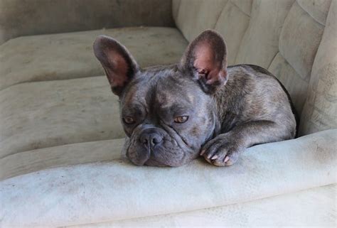 Here are a few examples of a fawn pied. 8 Fabulous French Bulldog Colors (Best Frenchie Coats)