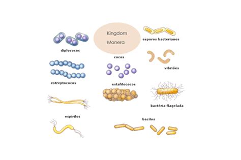 Pengertian Dan Klasifikasi Kingdom Monera Abimuda