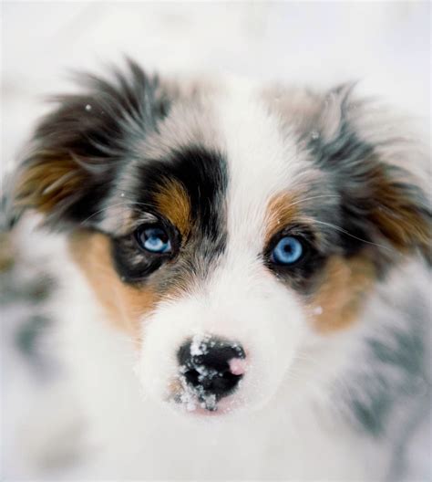 Pin By Lc On Baby Blue Aussie Dogs Beautiful Dogs Cute Dogs