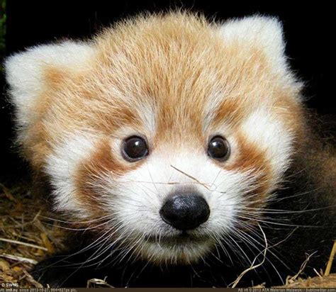 Red Panda Cutest Animal In The World Red Panda Baby
