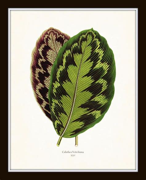 Tropical Leaves Print Set No 3 Botanical Prints Botanical Botanical