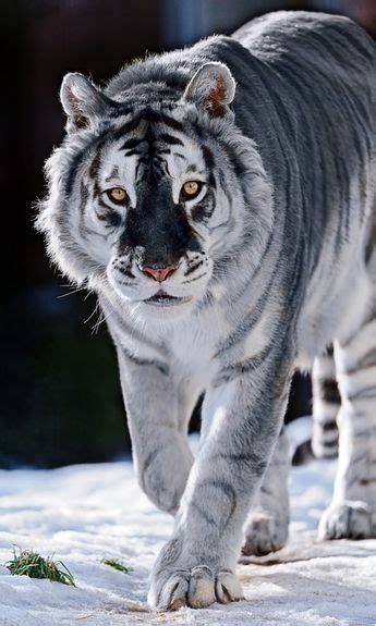 Black Tiger The Most Majestic Cat In The World Catman Wild