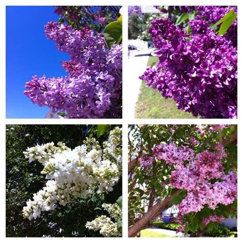 Lilacs Except For The White Ones Lilac Plants Fun