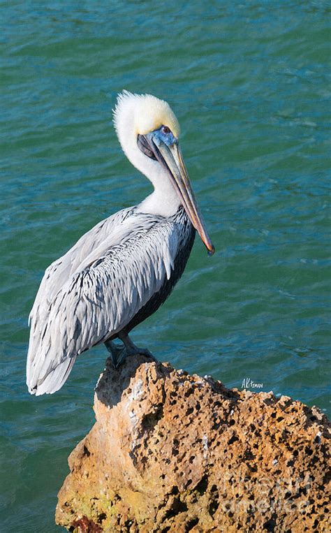 Young Brown Pelican Painting By Anne Kitzman Fine Art America
