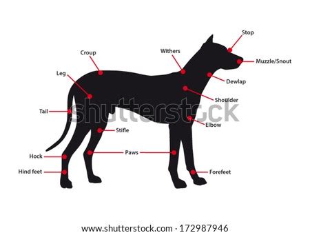 Identify and label figures in turtle diary's fun online game, human body parts labeling! Dog Anatomy Stock Images, Royalty-Free Images & Vectors | Shutterstock