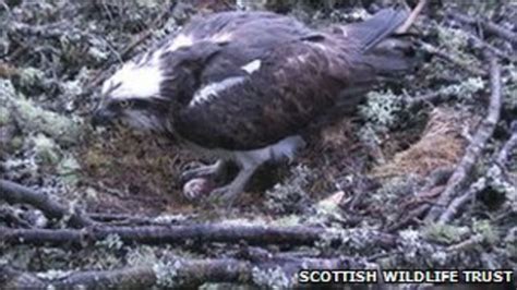 Oldest Osprey Lady Lays 59th Egg At Loch Of Lowes Bbc News