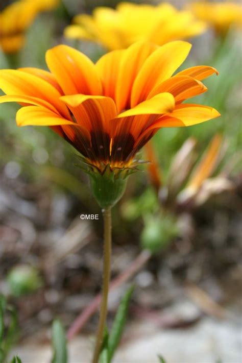 / 19+ beautiful flower drawings. Reference Photos for Artists: Flowers | Reference photos ...
