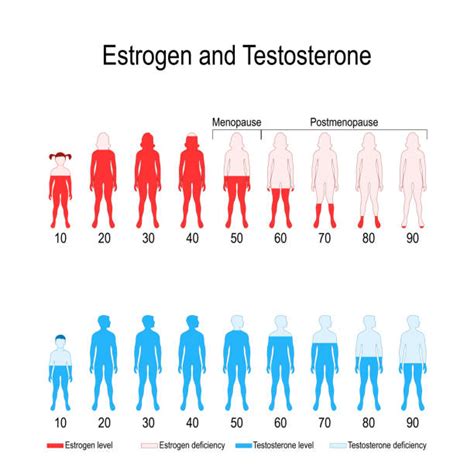 Hormone Illustrations Royalty Free Vector Graphics And Clip Art Istock