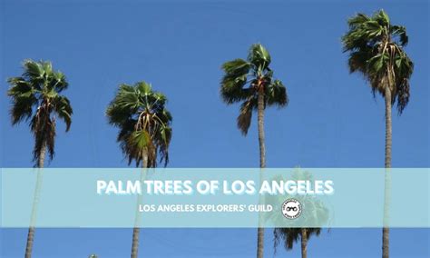 Palm Trees Of Los Angeles Los Angeles Explorers Guild