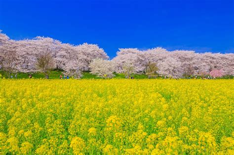 春だけ会える絶景！関東近郊の 菜の花×桜 のおすすめ絶景スポット7選 Retrip リトリップ