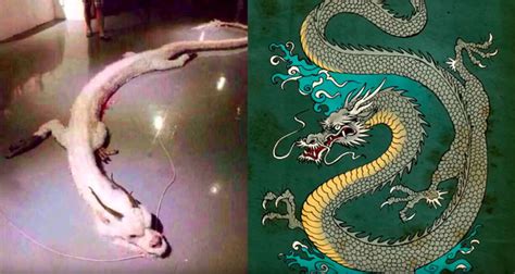 Real Dragon Caught By Chinese Fisherman Truth Or Hoax