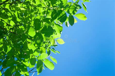 Green Foliage Of A Tree Against A Blue Sky Abstract Background With