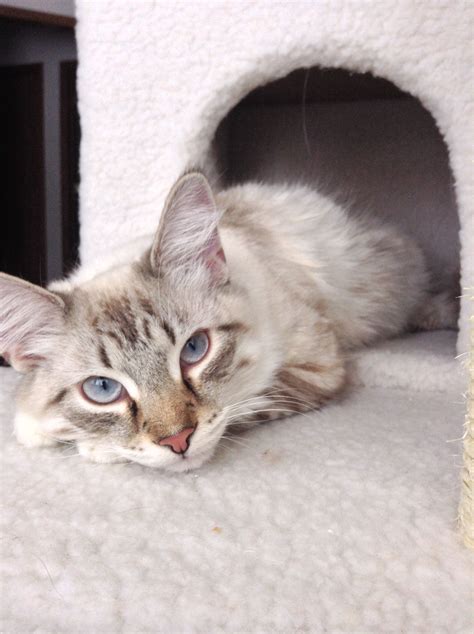 Get a ragdoll, bengal, siamese and.gorgeous, lovely & playful purebred maine coon kittens available for sale! Siamese maine coon mix vivian | Siamese maine coon mix ...