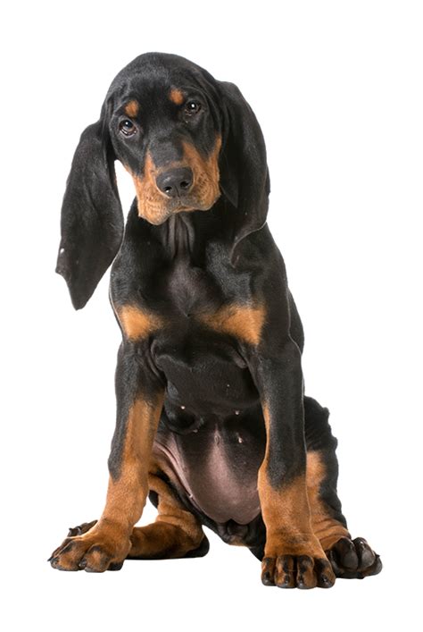 Coonhound Breed Guide Petbarn