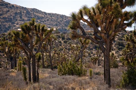 Joshua Tree National Monument Free Stock Photo Public Domain Pictures