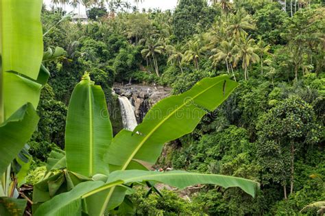 Waterfall Deep In The Tropical Rain Forest Of Ubud Tropical Bali