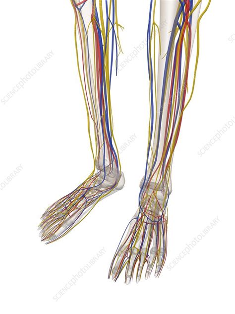 Human Lower Leg Anatomy Artwork Stock Image F0047734 Science