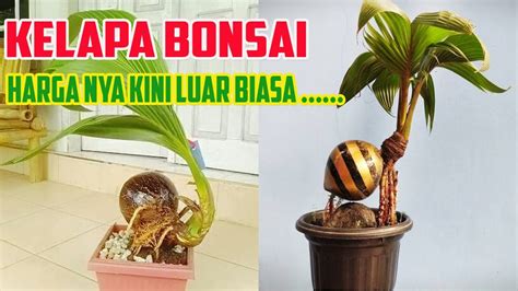 Subhanallah, heboh, pohon kelapa berbuah nangka dan kelapa bikin geger dunia. Harga Bonsai Kelapa terus Meningkat Tajam !!!! Berapa Kini ...