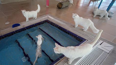 24 Turkish Van Swimming Pool Furry Kittens