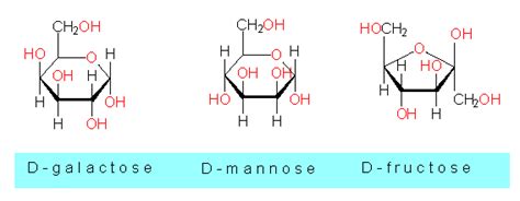 Botany Online Ions And Small Molecules Sugars Carbohydrates