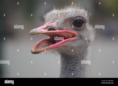 An Ostrich Head Close Up Stock Photo Alamy