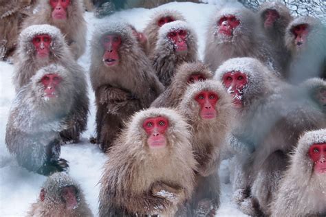 野生のニホンザル（北限のサル） 【高画質】お猿の写真集 ★ 高解像度200万画素以上 ★ Dl ダウンロード可能 Naver まとめ