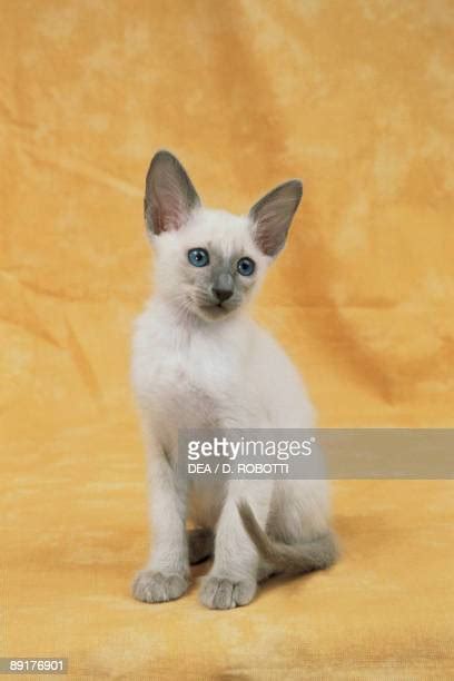 Blue Point Siamese Photos And Premium High Res Pictures Getty Images
