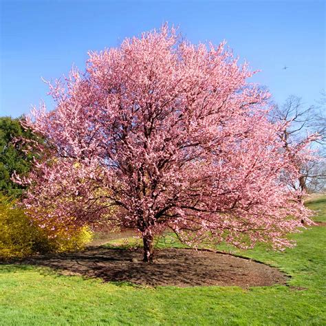 Petrine Poulsen Weeping Flowering Cherry Trees For Sale Miniature