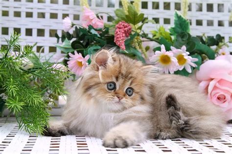 It helps knowing that i get to view the latest puppies for sale before they. Golden Chinchilla Teacup Persian KittenUltra Rare Persian ...