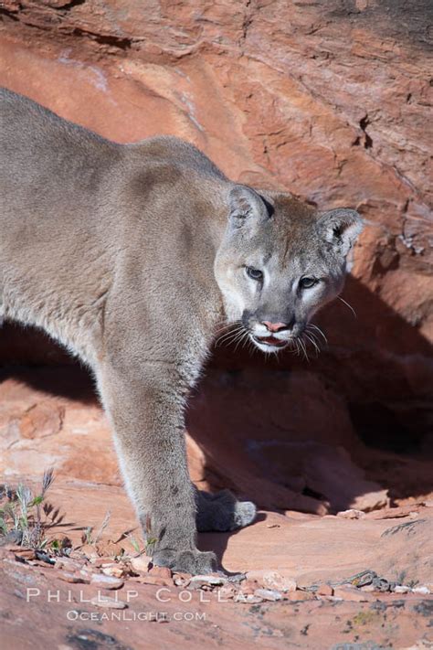 Mountain Lion Puma Concolor 12335 Natural History Photography