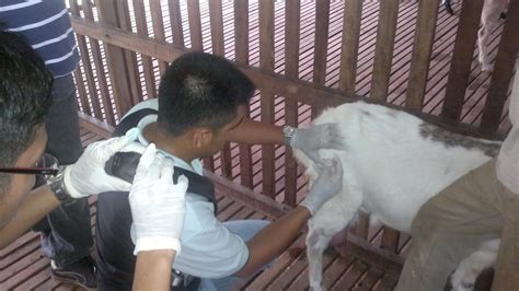 Konvensyen penternakan kambing negeri sabah 2018 pada 20 oktober 2018. ROYALE AGRO INTEGRATED FARM: Post Mortem dan gambar ...