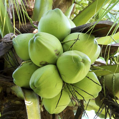 This is why interestingly, a coconut is all of these: Traditionally Thai from Coconut to Can - MASSAGE Magazine