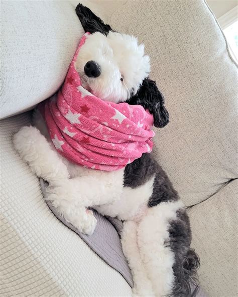 This Sheepadoodle From Us Looks Just Like Snoopy Nestia