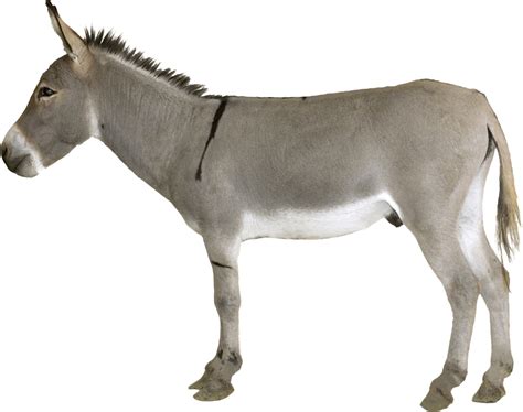 Donkey Transparent Png Png Play