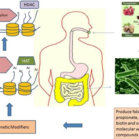 Gut Microbiota And Its Emerging Science In Cancer Epigenetics